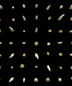 Visions of Bodies Being Burned (Vinyl 12" Album) - clipping.