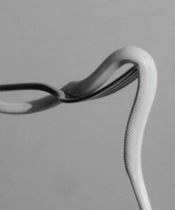 Parrhesia (Vinyl 12" Album) - Animals As Leaders