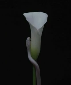 Parrhesia (CD Album) - Animals As Leaders