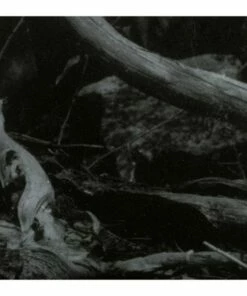 World of Wounds (CD Album) - Barren Canyon