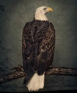 Book of Bad Decisions (CD Album) - Clutch