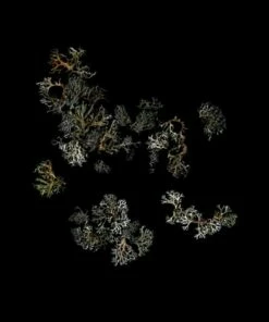 Return (Vinyl 12" Album) - Deathcrash