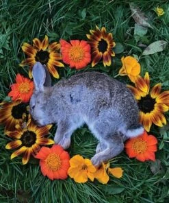 Your Time to Shine (Vinyl 12" Album) - Monolord