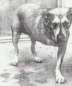 Alice In Chains (CD Album) - Alice in Chains